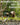 Planting trees-Plant 5 Trees with Utrano to Help People in More Than One Country Utrano