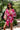 Suit model 212854 LaBalancia